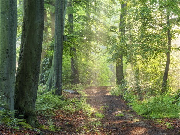 Hiking trail through natural green beech forest in the morning light, the sun shines through the morning mist, Ziegeroda Forest, Saxony-Anhalt, Germany, Europe