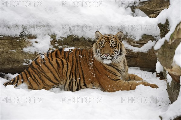 Sumatran tiger (Panthera tigris sumatrae) in the snow, captive, native to Sumatra, Indonesia, Asia