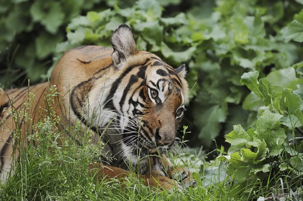 Sumatran tiger (Panthera tigris sumatrae), feeding, captive, occurring on Sumatra, Indonesia, Asia