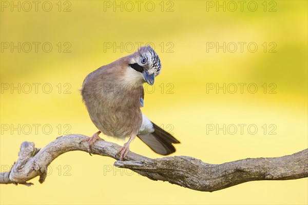 Jay, European Jay, Jay, eurasian jay (Garrulus glandarius), Geai des chênes, Arrendajo Comun, Arrendajo, on perch, summer, Ormoz area, Ormoz, Podravska, Slovenia, Europe