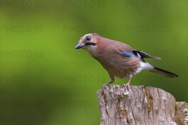 Jay, European Jay, Jay, eurasian jay (Garrulus glandarius), Geai des chênes, Arrendajo Comun, Arrendajo, on perch, Ormoz area, Ormoz, Podravska, Slovenia, Europe