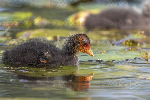 Eurasian burbot (Fulica atra) chick swimming on the water. Bas Rhin, Alsace, France, Europe