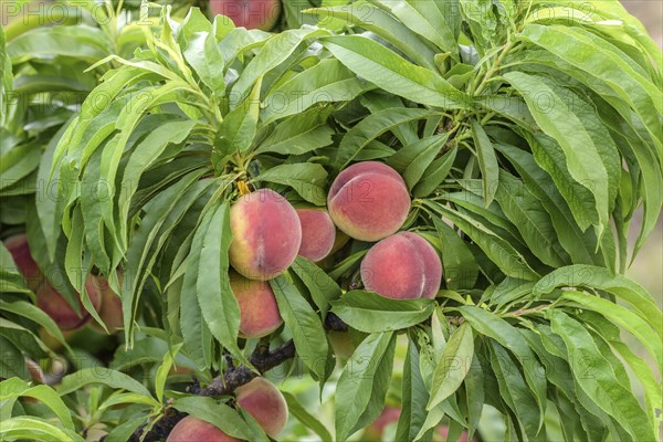 Dwarf peach (Prunus persica 'Bonanza'), Schreiber KG tree and vine nursery, Poysdorf, Lower Austria, Austria, Europe