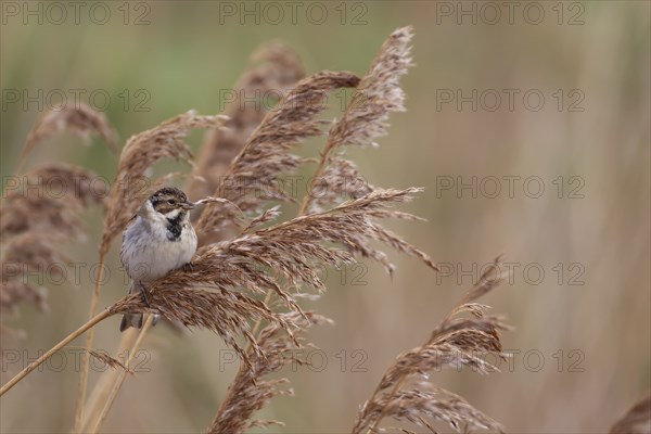 Reed bunting (Emberiza schoeniclus) adult bird feeding on a Common reed seedhead in a reedbed, England, United Kingdom, Europe