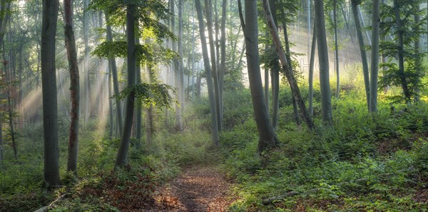 Hiking trail through natural green beech forest in the morning light, the sun shines through the morning mist, near Freyburg (Unstrut), Saxony-Anhalt, Germany, Europe