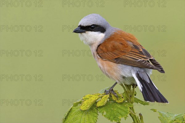 Red-backed shrike, red-backed shrike, thorn-backed shrike, family of shrikes, (Lanius collurio), male, Hockenheim, Baden-Württemberg, Germany, Europe