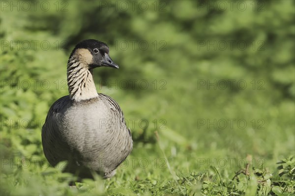 Hawaiian goose or Nene goose (Branta sandvicensis, Nesochen sandvicensis), captive, occurring in Hawaii