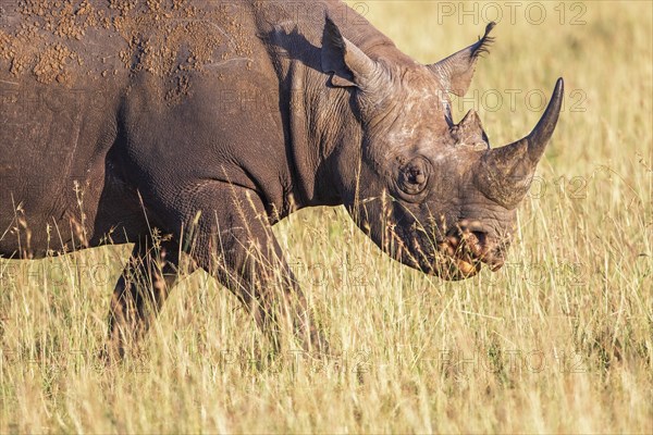 Black rhinoceros (Diceros bicornis) walking on a grass savanna in Africa, Maasai Mara, Kenya, Africa