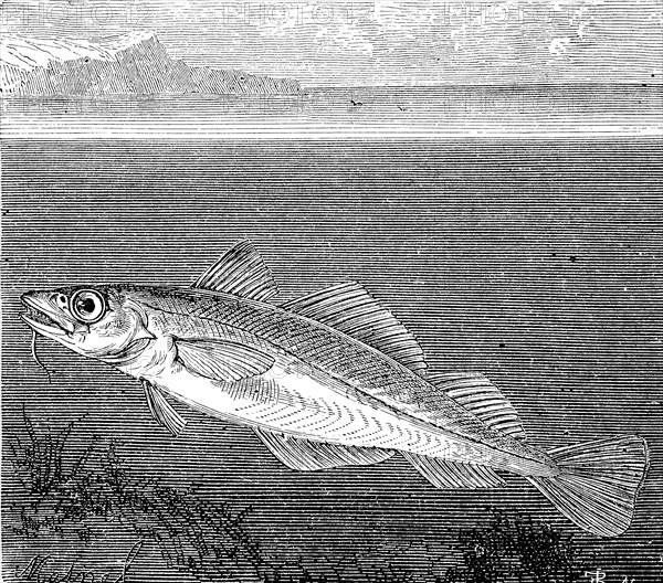 Atlantic cod or codfish, Gadus morhua, in an illustration from 1870, Historical, digital reproduction of an original from the 19th century