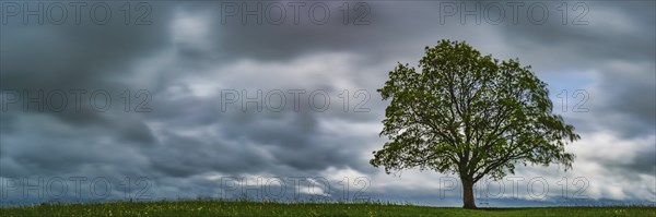 Maple tree (Acer pseudoplataus) near Kornhofen, AllgÃ¤u Alpine foothills, AllgÃ¤u, Bavaria, Germany, Europe