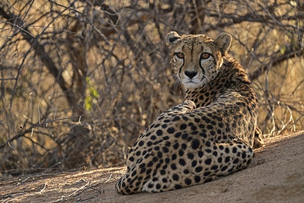 Cheetah (Acinonyx Jubatus) lying next to a termite mound and looking back at the camera, Okonjima Game Farm, Namibia, Africa