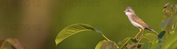 Common whitethroat (Sylvia communis), Fauvette grisette, Curruca Zarcera, Songbird, Shrub Wren, Hockenheim, Baden-Württemberg, Germany, Europe