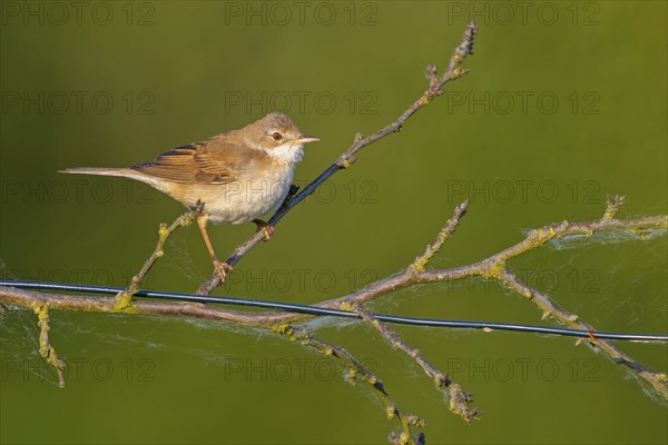 Whitethroat, common whitethroat (Sylvia communis), Fauvette grisette, Curruca Zarcera, songbird, shrub wren, Bad DÂ¸rkheim district, Hockenheim, Baden-Württemberg, Germany, Europe