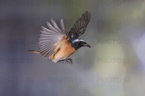 Common redstart (Phoenicurus phoenicurus), male approaching the nest with food in his beak, North Rhine-Westphalia, Germany, Europe