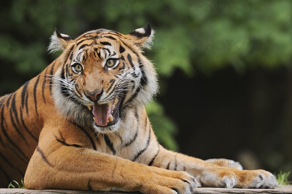 Sumatran tiger (Panthera tigris sumatrae), male snarling, captive, occurring on Sumatra, Indonesia, Asia