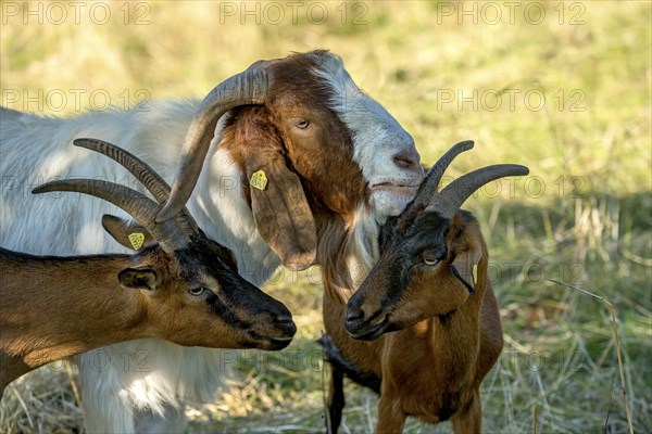 Goats (Capra), Boer goats, goats courting buck with long beard, scent, pasture with dry grass, summit mountain Hoherodskopf, Tertiary volcano, Schotten, Vogelsberg Volcanic Region nature park Park, Hesse, Germany, Europe