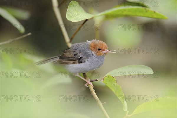 Rufous-cheeked Tailor Bird (Orthotomus ruficeps), captive, occurrence in Asia