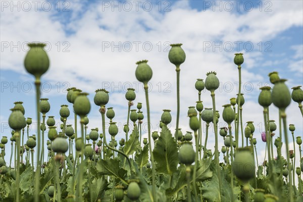 Opium poppy (Papaver somniferum), opium poppy field, Erlenbach, near Heilbronn, Baden-Württemberg, Germany, Europe