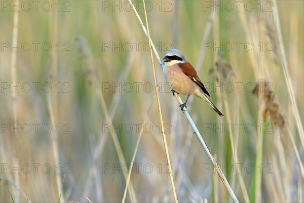 Red-backed shrike, red-backed shrike, thorn-backed shrike, family of shrikes, (Lanius collurio), male, Hockenheim, Baden-Württemberg, Germany, Europe