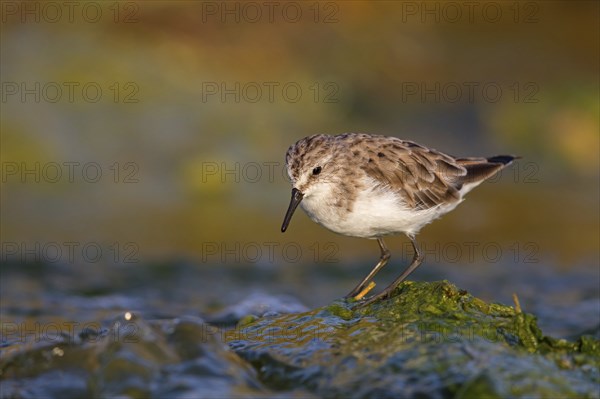 Little stint (Calidris minuta), Bécasseau minute, Correlimos Menudo, Kalloni Salt Pans, Lesvos, Greece, Europe