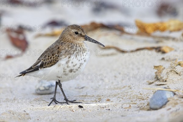 Animal, Animals, Bird, Birds, dunlin (Calidris alpina), Snipe bird, Heligoland, Schleswig-Holstein, Federal Republic of Germany