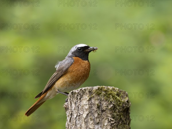 Common redstart (Phoenicurus phoenicurus), male with food in his beak, North Rhine-Westphalia, Germany, Europe