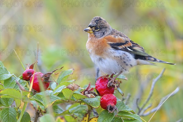 Brambling (Fringilla montifringilla), spring, foraging, Battenberg, Heligoland, Rhineland-Palatinate, Federal Republic of Germany