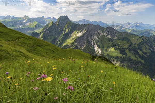 Mountain panorama with alpine flowers from Laufbacher-Eckweg to Höfats, 2259m, AllgÃ¤u Alps, AllgÃ¤u, Bavaria, Germany, Europe