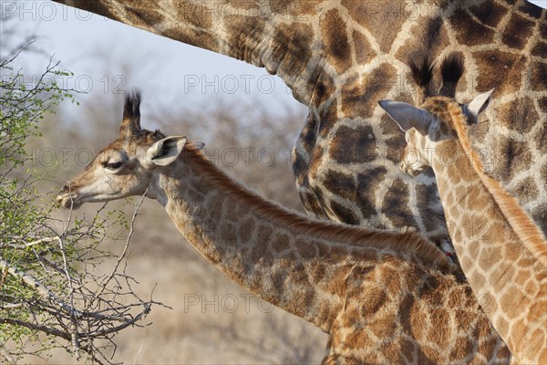 South African giraffes (Giraffa camelopardalis giraffa), adult and two young animals, young feeding on leaves with red-billed oxpecker (Buphagus erythrorynchus) on its back, Kruger National Park, South Africa, Africa