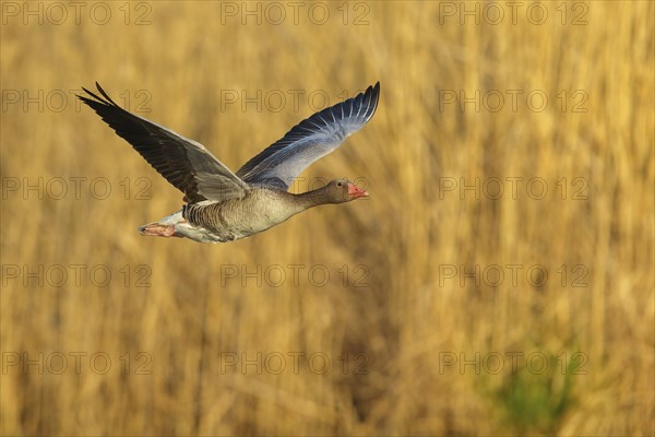 Greylag goose, Anser Anser, flight photo, lateral, flight photo, Wagbachniederung, Waghâ€°usl, Baden-WÂ¸rttemberg, Germany, Europe