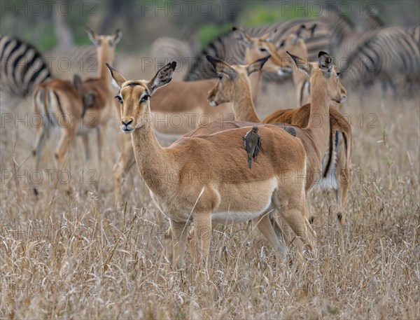 Impala (Aepyceros melampus), female with Red-billed Oxpecker (Buphagus erythrorynchus), in tall grass, Black Heeler Antelope, Kruger National Park, South Africa, Africa