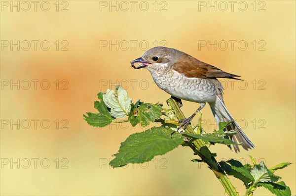 Red-backed shrike (Lanius collurio), female with prey, Hockenheim, Baden-Württemberg, Germany, Europe