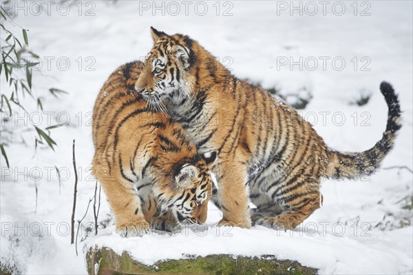 Close-up of a Siberian tiger (Panthera tigris altaica) cub, captive