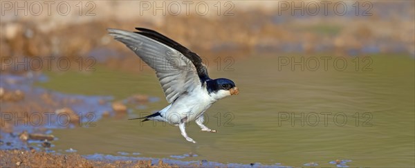 House Martin, Town Swallow, common house martin (Delichon urbica), Lesbos Island, Greece, Europe