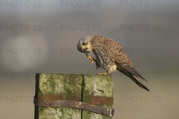 Common kestrel (Falco tinnunculus) adult male bird preening on a wooden fence post, Kent, England, United Kingdom, Europe