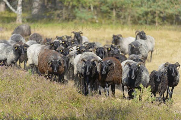 Heidschnucken (Ovis aries), herd in the blooming heathland, Südheide Nature Park, Lüneburg Heath, Lower Saxony, Germany, Europe