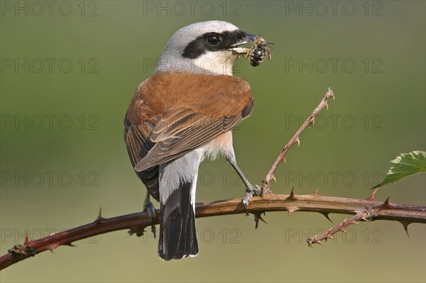 Red-backed shrike (Lanius collurio), Pie-griÃ‹che Ãˆcorcheur, AlcaudÃ›n Dorsirrojo, Spider, spider, Kreis Bad Dürkheim, Hockenheim, Baden-WÂ¸rttemberg, Germany, Europe