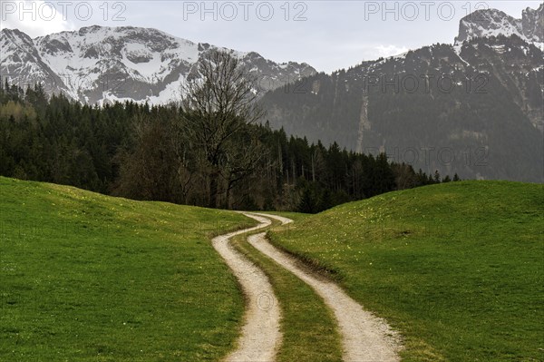 Path through meadows, near Pfronten, behind AllgÃ¤u Alps, OstallgÃ¤u, AllgÃ¤u, Bavaria, Germany, Europe