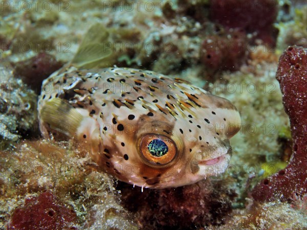 A small pufferfish with large eyes, brown spotted hedgehogfish (Diodon holocanthus), dive site Nursery, Pompano Beach, Florida, USA, North America