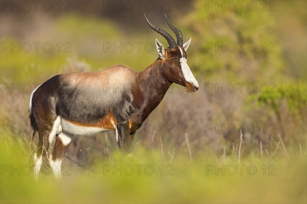 Bontebok, (Damaliscus pygargus), antelope, Table Mountain National Park Cape of Good Hope Nature Reserve, Cape Town, Western Cape, South Africa, Africa