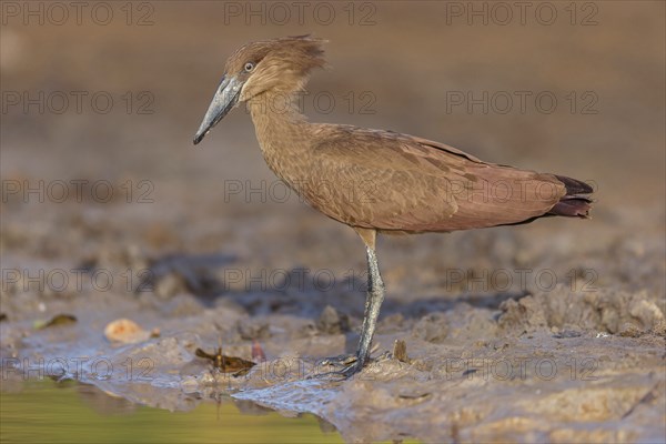 Hammerhead, Hammerhead, Hamerkop, (Scopus umbretta), Ombrette africaine, Avemartillo, Shadebird, Waterbird, Marakissa River Camp / Canoe tri, Marakissa, South Bank, Gambia, Africa