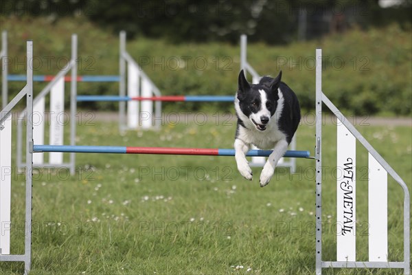 Border Collie, AgalitÃ¤t