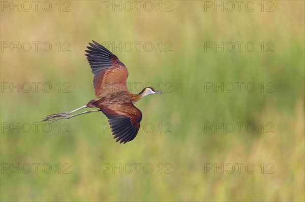 Blue-fronted Jacanas, (Actophilornis africana), Actophilornis africanus