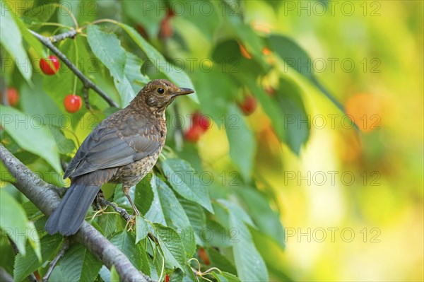 Blackbird (Turdus merula), one, individual, biotope, habitat, perch, garden, Neuhofen, Rhineland-Palatinate, Federal Republic of Germany