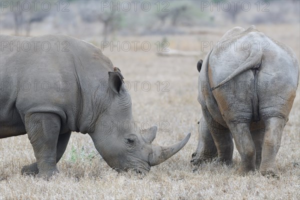 Southern white rhinoceroses (Ceratotherium simum simum), two adult males feeding on dry grass, with red-billed oxpecker (Buphagus erythrorynchus) sitting on a rhino's head, Kruger National Park, South Africa, Africa