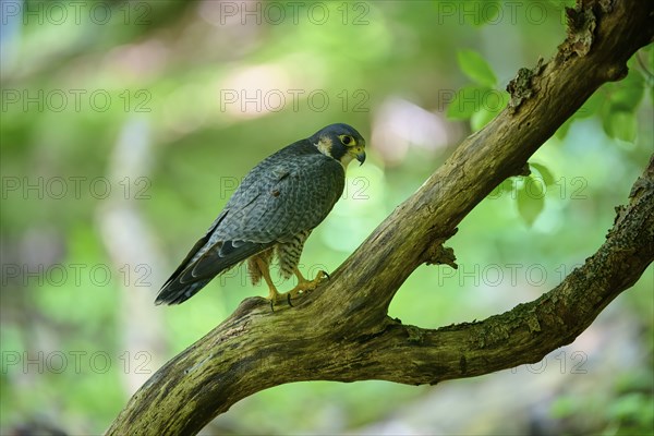 Peregrine Falcon (Falco peregrinus), adult sitting on branch in forest, Bohemian Forest, Czech Republic, Europe