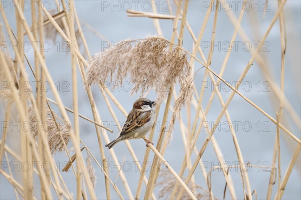 House sparrow (Passer domesticus) sitting on a reed, Bavaria, Germany Europe