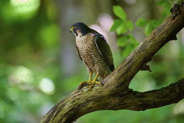 Peregrine Falcon (Falco peregrinus), adult sitting on branch in forest, Bohemian Forest, Czech Republic, Europe