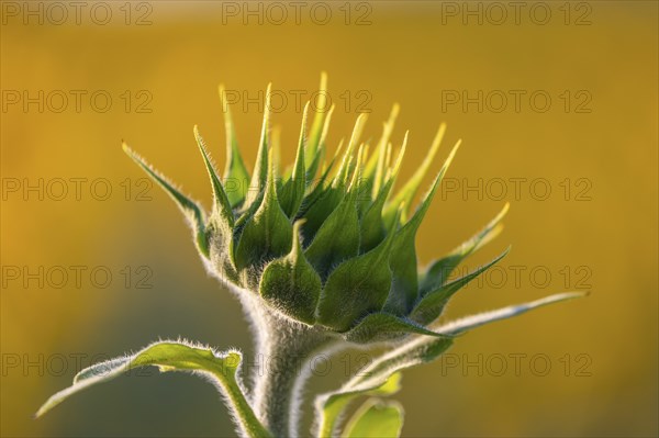 Sunflower (Helianthus annuus), closed flower, Ringgenbach, MeÃŸkirch, Sigmaringen district, Upper Danube nature park Park, Baden-Württemberg, Germany, Europe