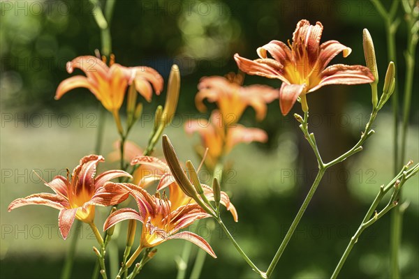 Flowering daylily (Hemerocallis fulva), Bavaria, Germany, Europe